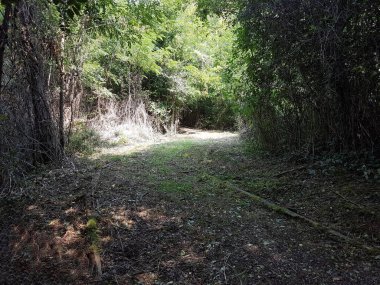 Ormanın ortasında yaprakların ve yaprakların olduğu bir patika.