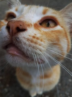 Turuncu kedi bir şey bekliyor, yüksek açılı kafayla yaklaş.