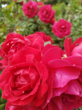 Bahçede üzerinde böcek olan bir sürü pembe gül var.