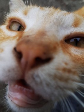 Turuncu kedi kafası çok yakın.