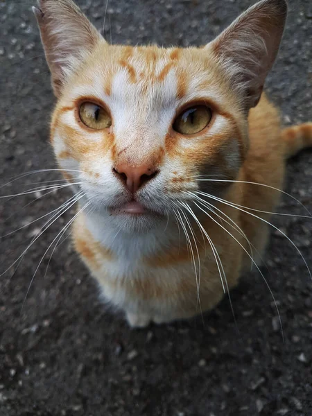 Gato Laranja Espera Algo Chão — Fotografia de Stock