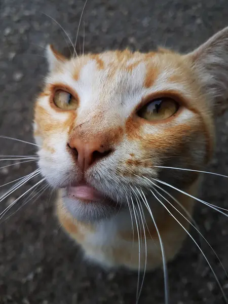 床の上で何かを待っているオレンジ猫 — ストック写真