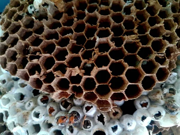 Close Asian Wasp Honeycomb — Stock Photo, Image