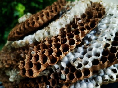 Bal peteğinin Asya eşekarısı yakın plan