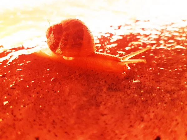 赤い反射を持つ湿った床の上にカタツムリ — ストック写真