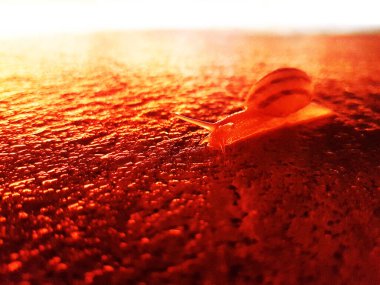 Kırmızı yansımalı ıslak zeminde salyangoz