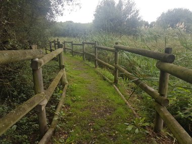 Güneşli bir günde ormandaki ahşap çitli yol