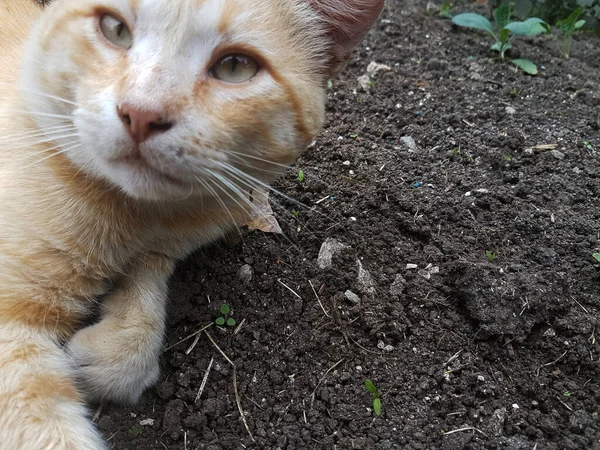 Turuncu Kedi Yerde Seni Izliyor — Stok fotoğraf