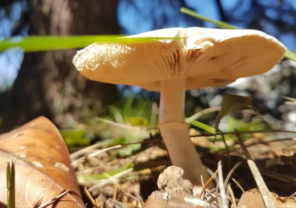 Cogumelo Num Dia Ensolarado Floresta Grande Pinheiro Fundo Folhas Chão — Fotografia de Stock