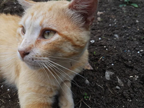 Orange Cat Floor Watching You — Stock Photo, Image