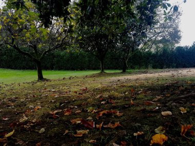 Sonbaharda güneşli bir günde çayırdaki ağaçlar. Yerde kuru yapraklar var..