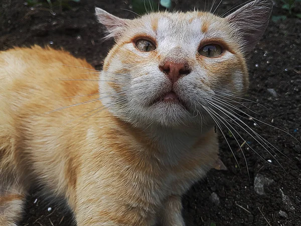 あなたを見ている床の上のオレンジ猫 — ストック写真