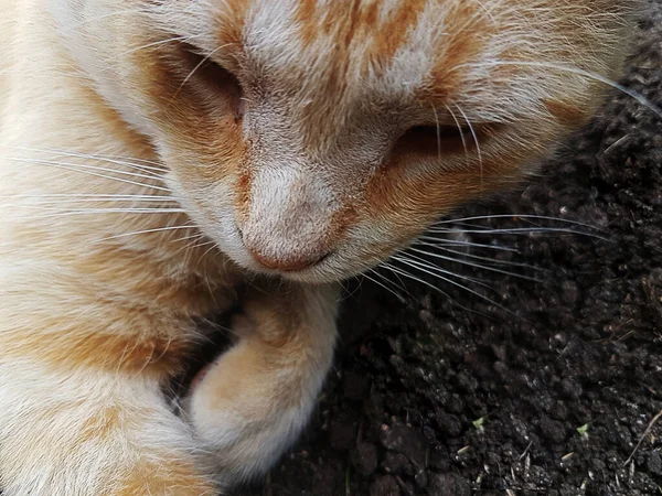 Помаранчева Кішка Підлозі Дивиться Тебе — стокове фото