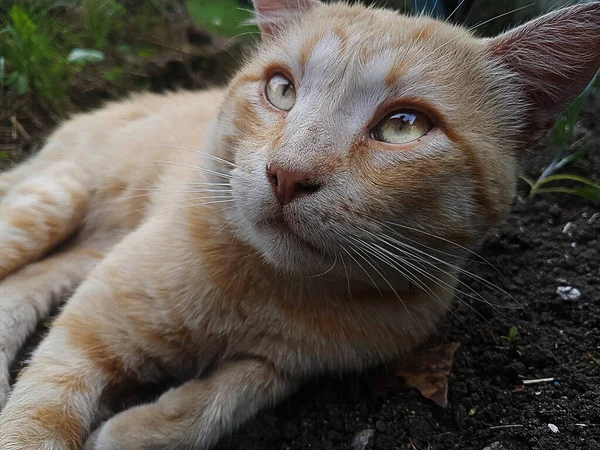 Помаранчева Кішка Підлозі Дивиться Тебе — стокове фото