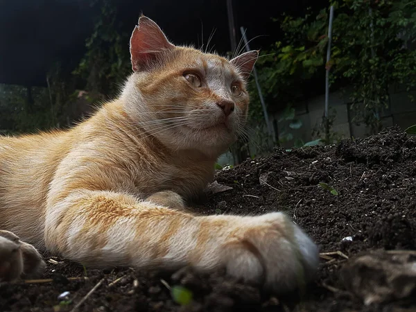 橙色的猫在地板上看着你 — 图库照片