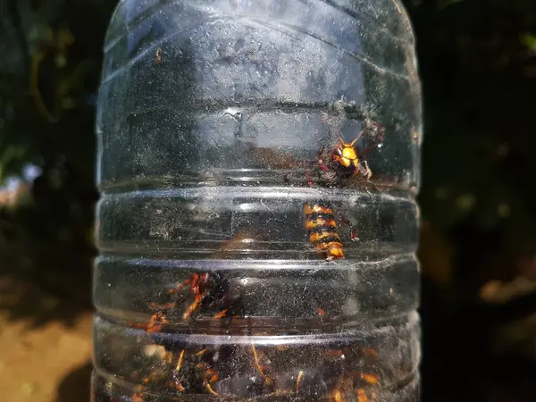 Tawon Asia Dalam Perangkap Buatan Sendiri Yang Dibuat Dengan Botol — Stok Foto