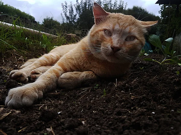 Kucing Oranye Lantai Mengawasimu — Stok Foto