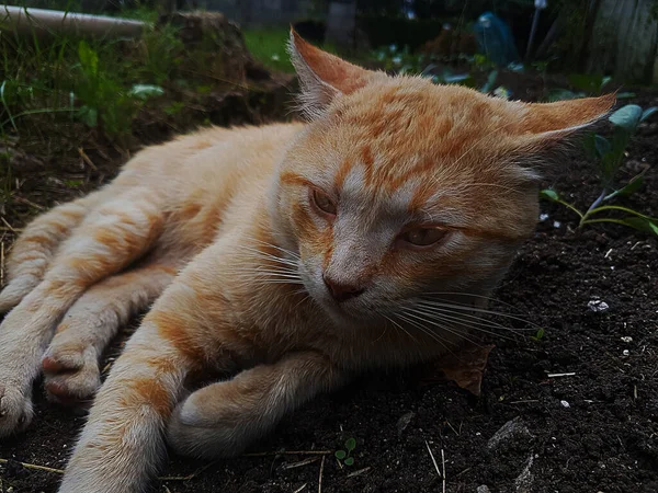 Oranžová Kočka Podlaze Pozoruje — Stock fotografie