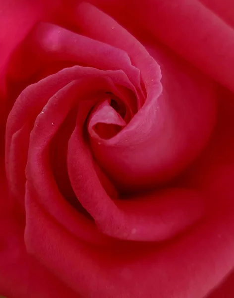 上からピンク色のバラのクローズアップ フィボナッチの螺旋 — ストック写真