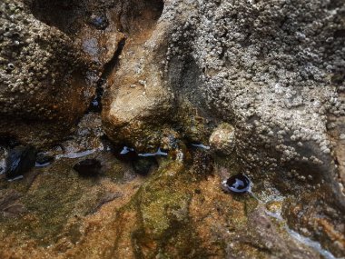 Kayalıklarda midye ve kırmızı aktris.