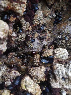 Kayalıklarda midye ve kırmızı aktris.