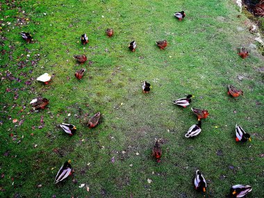 Çimlerin üzerinde bir sürü ördek