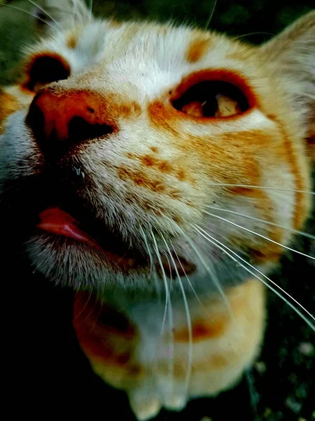 Kedi Seni Izliyor Yüksek Karşıtlık — Stok fotoğraf