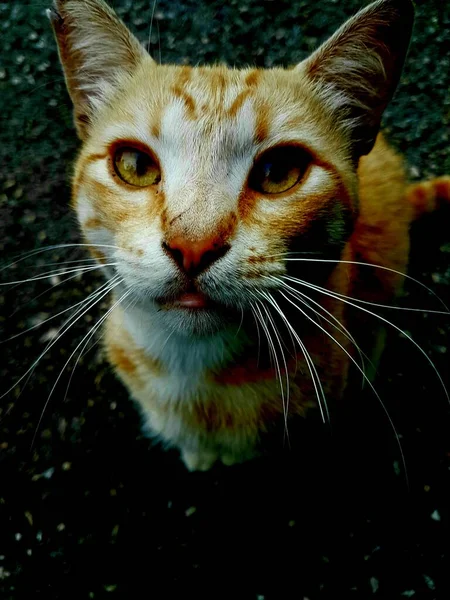 Gato Mirándote Alto Contraste —  Fotos de Stock