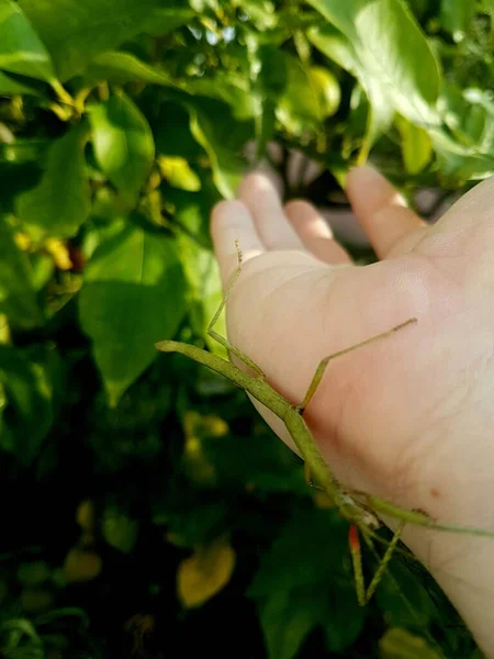 Hijau Tongkat Serangga Dengan Pohon Lemon Latar Belakang — Stok Foto