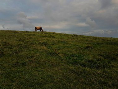 Kahverengi inek çayırda otluyor