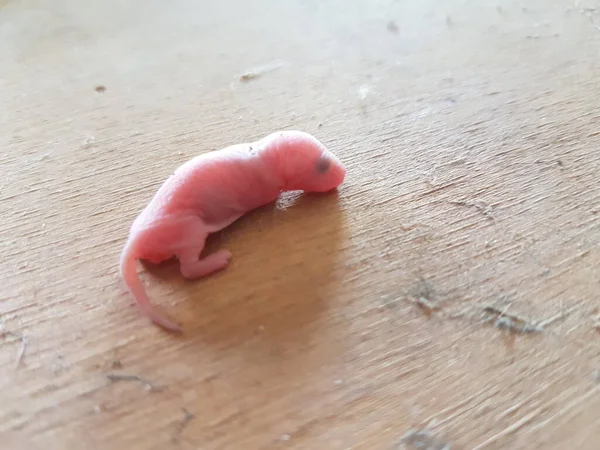 Bayi Tikus Merah Muda Papan — Stok Foto
