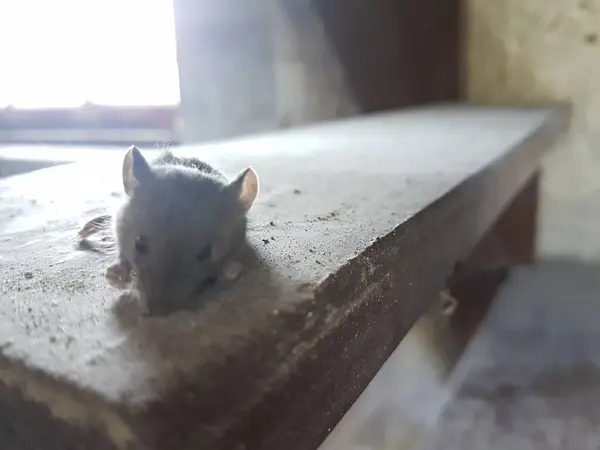 Tikus Tangga Kayu Dengan Cahaya Latar — Stok Foto