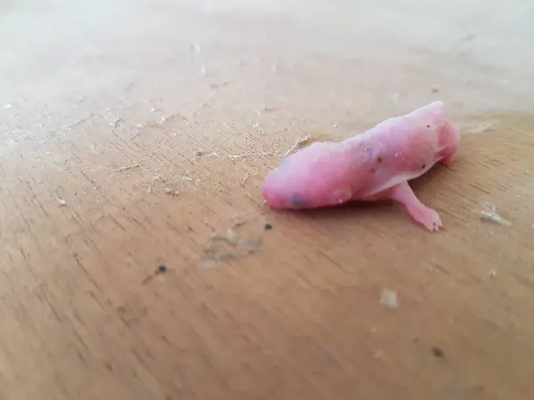 ボード上の赤ちゃんピンクのマウス — ストック写真