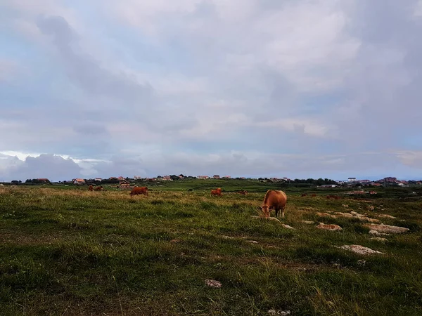 Pâturage Vaches Brunes Sur Prairie — Photo