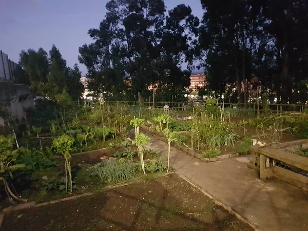 日没直後のコミュニティ アーバン ガーデン 土に植えた野菜 — ストック写真