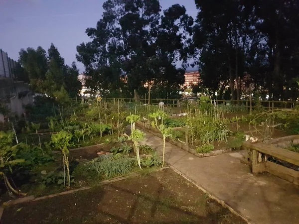 Jardim Urbano Comunitário Logo Após Pôr Sol Produtos Hortícolas Plantados — Fotografia de Stock