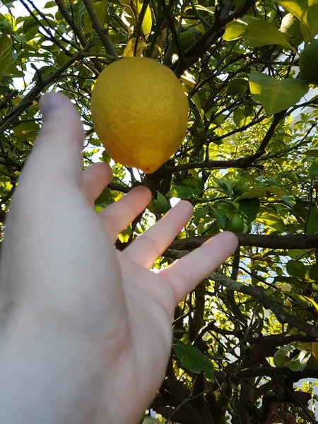 晴れた日にレモンの木 レモンの木のレモン レモンを手にとって — ストック写真