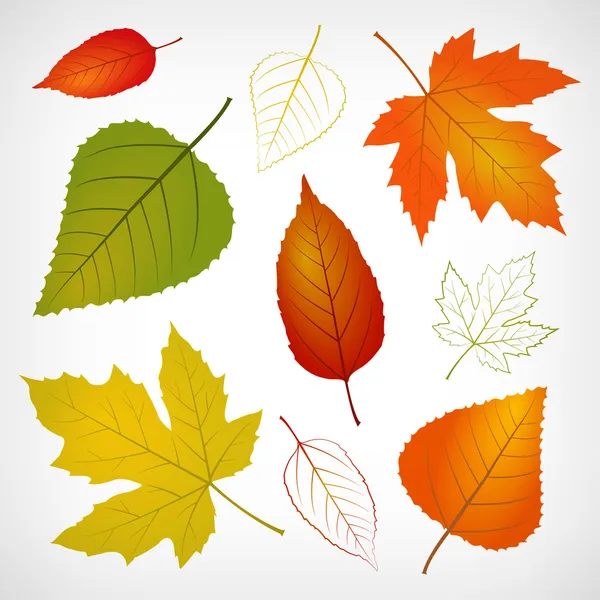 Autumn vector leaf — Stock Vector