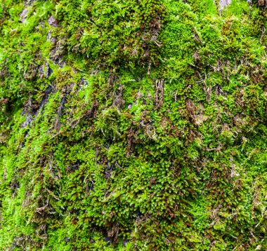Ahşap üzerinde yeşil yosun dokusu