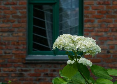 Penceresi olan bir evin arka planında beyaz ortanca