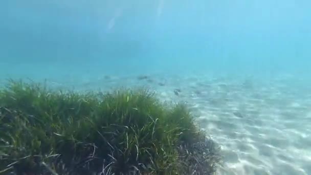 Monde Sous Marin Crète Plongée Apnée Méditerranée — Video