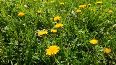 Yeşil çimenlerin üzerinde sarı çiçekli karahindibalar.