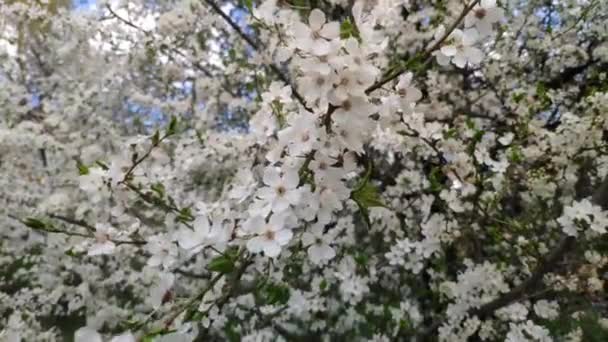 Blossoming Cherry Tree Branch Selective Focus — стоковое видео