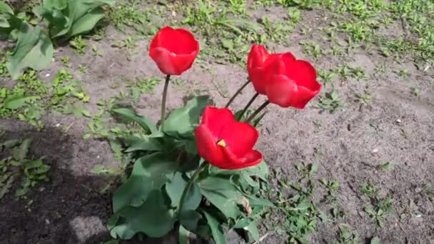 Tulipanes rojos florecientes — Vídeos de Stock