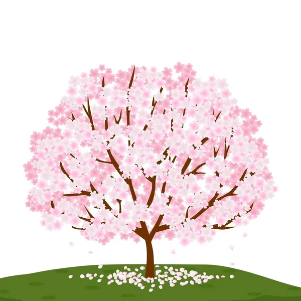 桜の花のイラスト — ストック写真