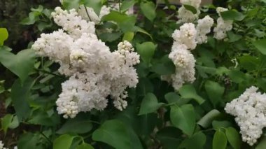  Çiçekli beyaz leylak çalısı. Bahar doğası.
