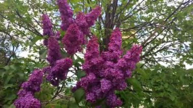  Blooming purple lilac bush. Spring nature.
