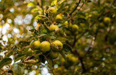 bir ağaç dalında yeşil elmalar
