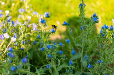 A bee on a flower. Blurred background.