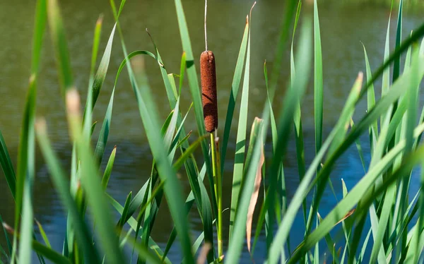 Cattail Aquatic Plant Plant Pond — Stockfoto